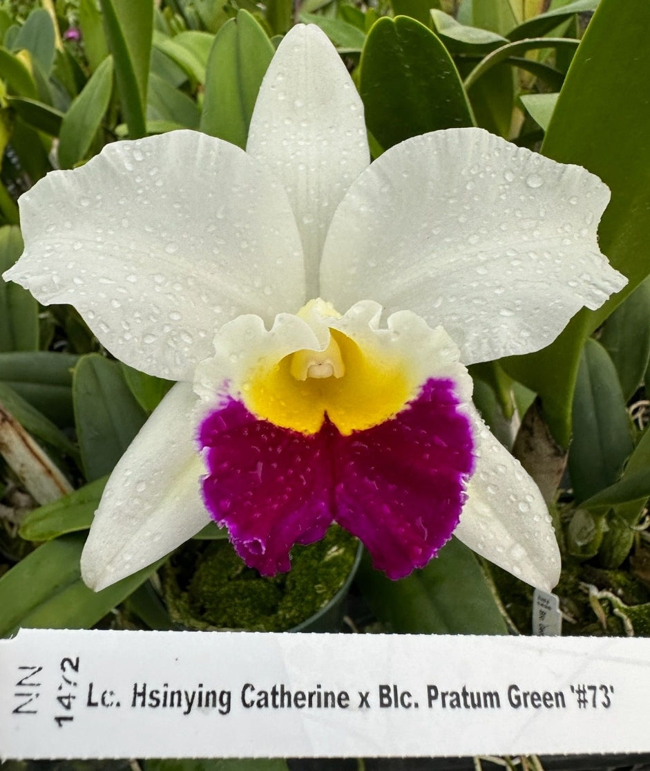 Rlc Hawaiian Island Mint '#73' Blooming size cattleya orchid clone. Semi alba Fragrant blooms.