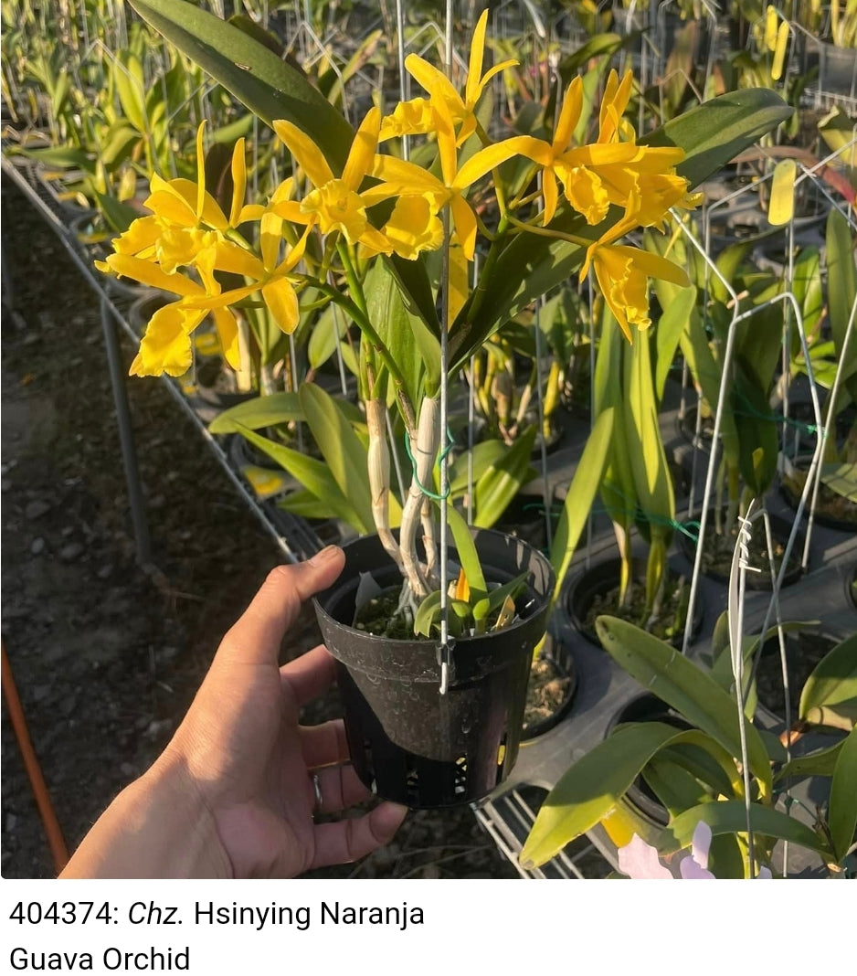 Cahuzacara Hsinying Naranja 'Golden Sunshine' (Brassavola nodosa x Rth Young Min Orange)