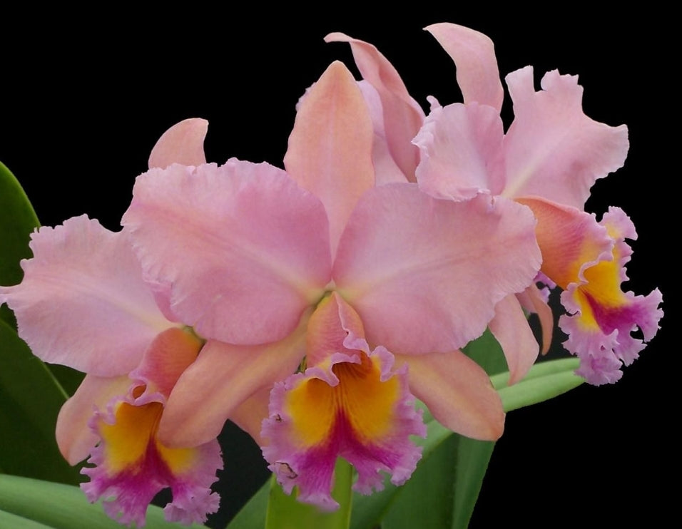 Rlc George King 'Serendipity' (Rhyncholaeliocattleya Buttercup × Cattleya Bob Betts)