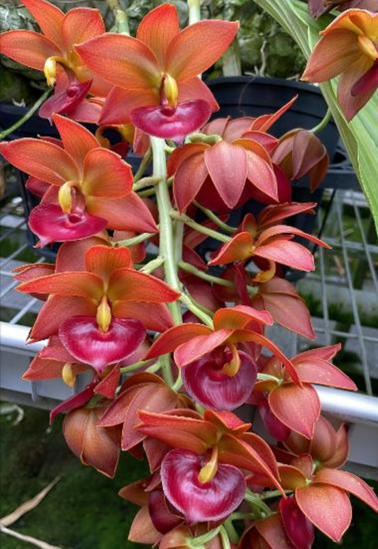Cycnodes Taiwan Gold 'Orange' (Cycnoches chlorochilon × Mormodes badia)