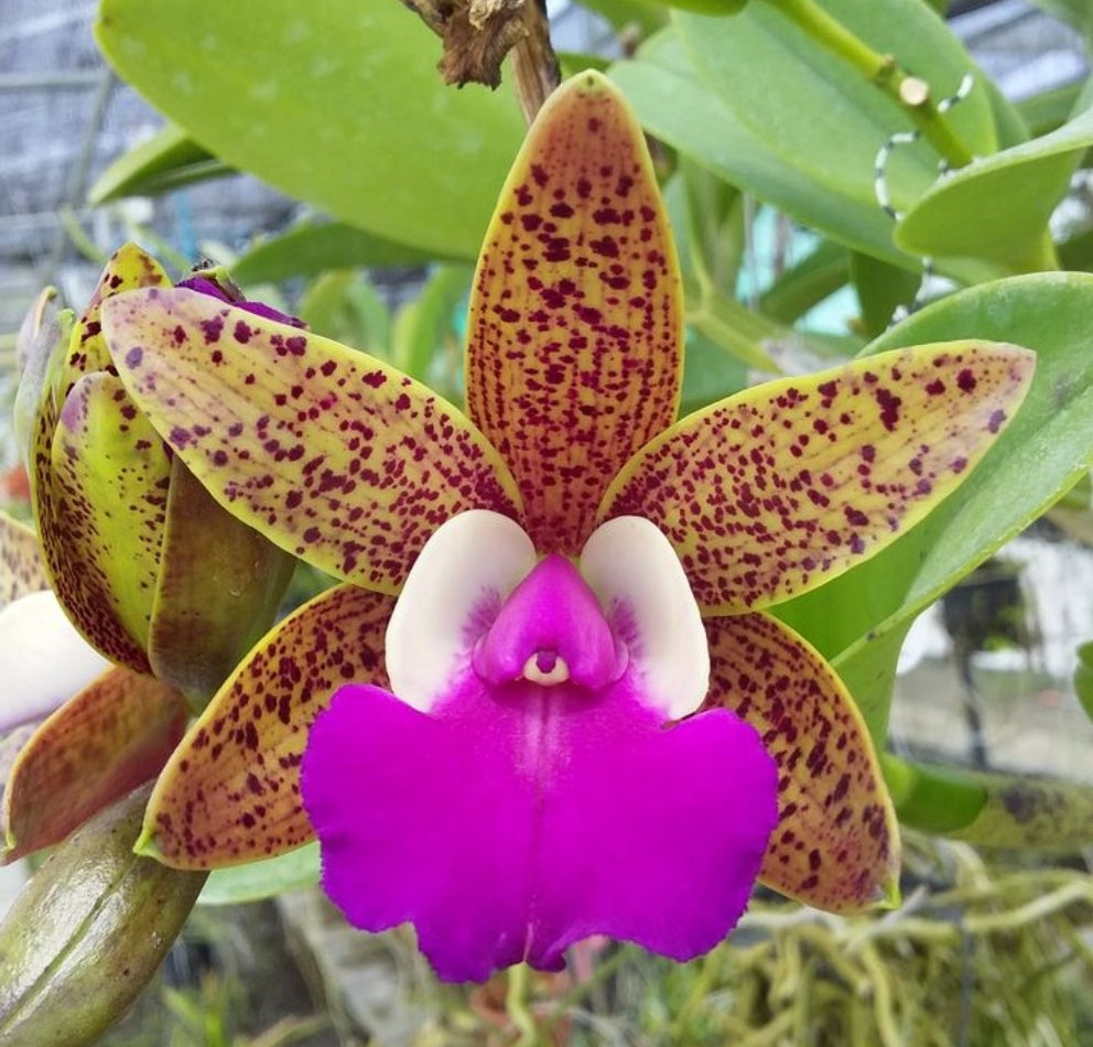 Ctt Ratsima Spot (Cattlianthe Varut Startrack × Cattleya aclandiae)