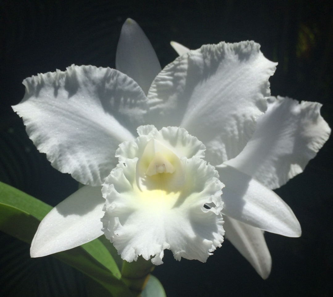 Rlc White Reception 'NN'  (Cattleya Hawaiian Wedding Song × Cattleya Douglas Johnston)