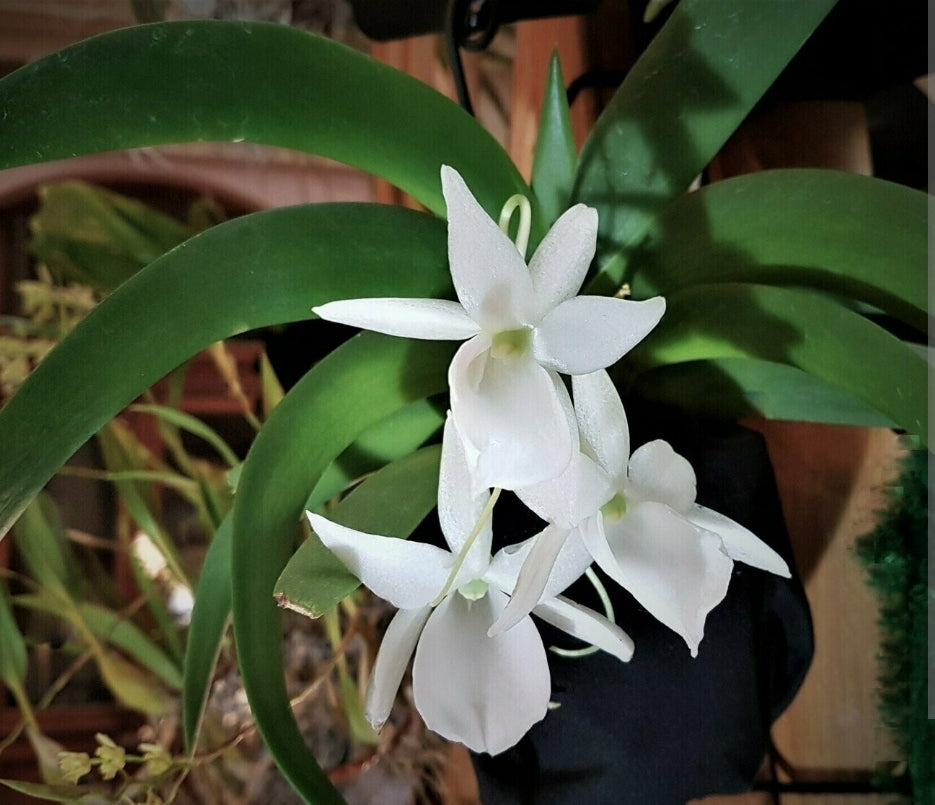 Angraecum leonis