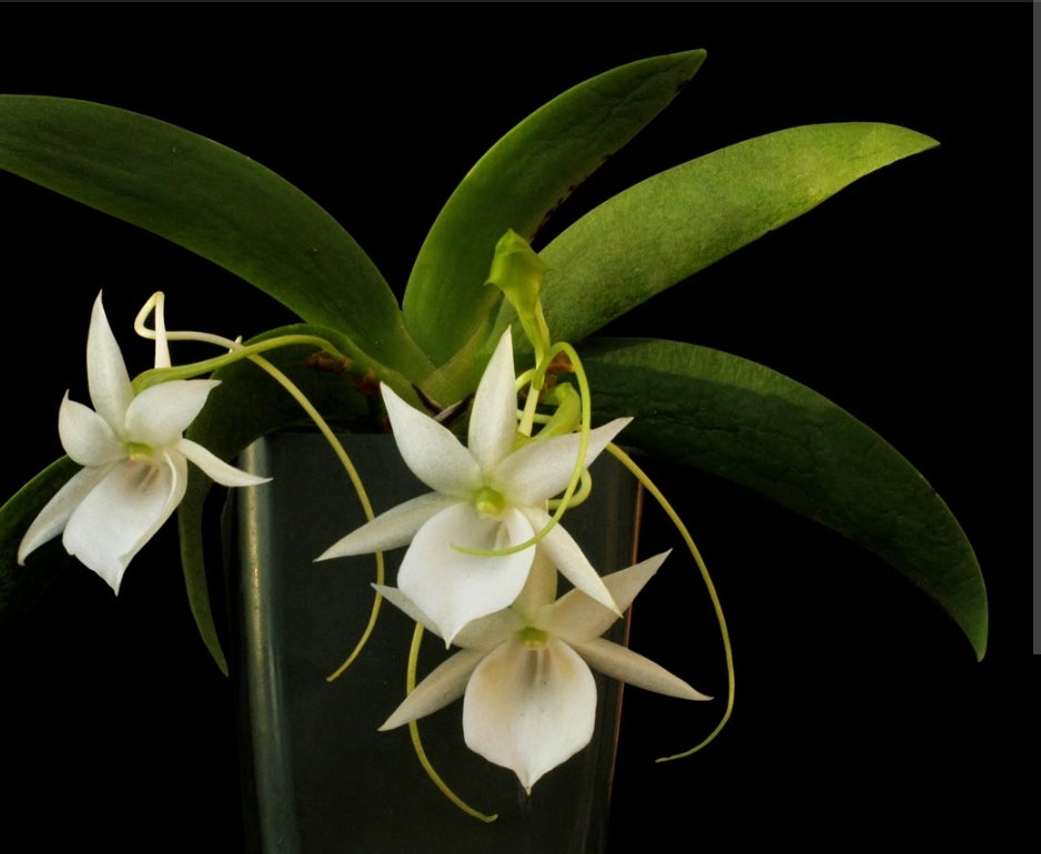 Angraecum leonis