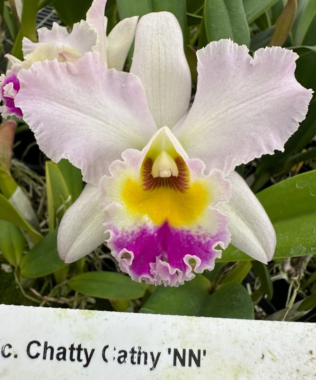 Rlc Chatty Cathy 'NN' (Rlc Mahina Yahiro × Rth Hsinying Catherine)