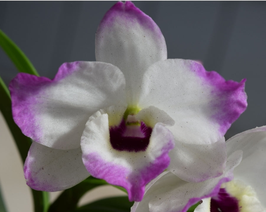 Dendrobium Love Memory 'Fizz'