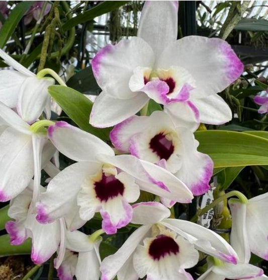 Dendrobium Love Memory 'Fizz'