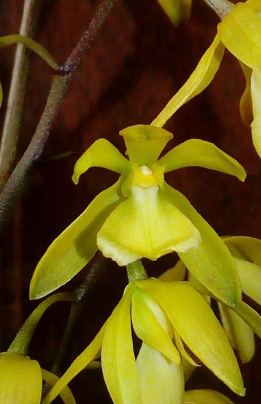 Encyclia rufa x self seedling size encyclia orchid species.