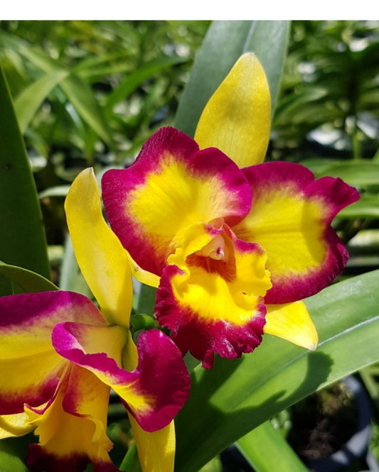 Rlc Shin Shiang Diamond 'Tai Young' near blooming size peloric cattleya clone. Compact grower