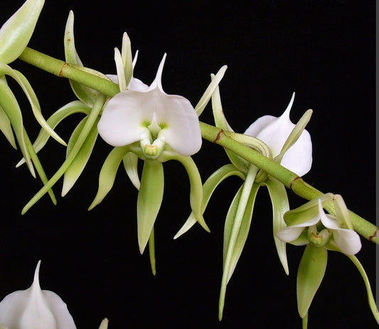 Angraecum eburneum. Angraecum species orchid. 3" pot