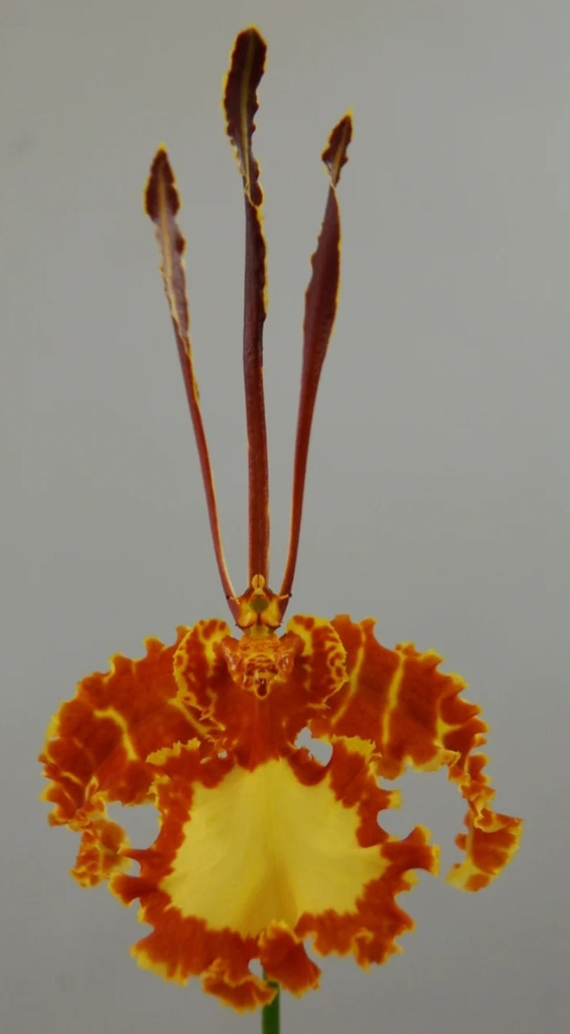 Psychopsis Mariposa. Blooming size rare orchid hybrid