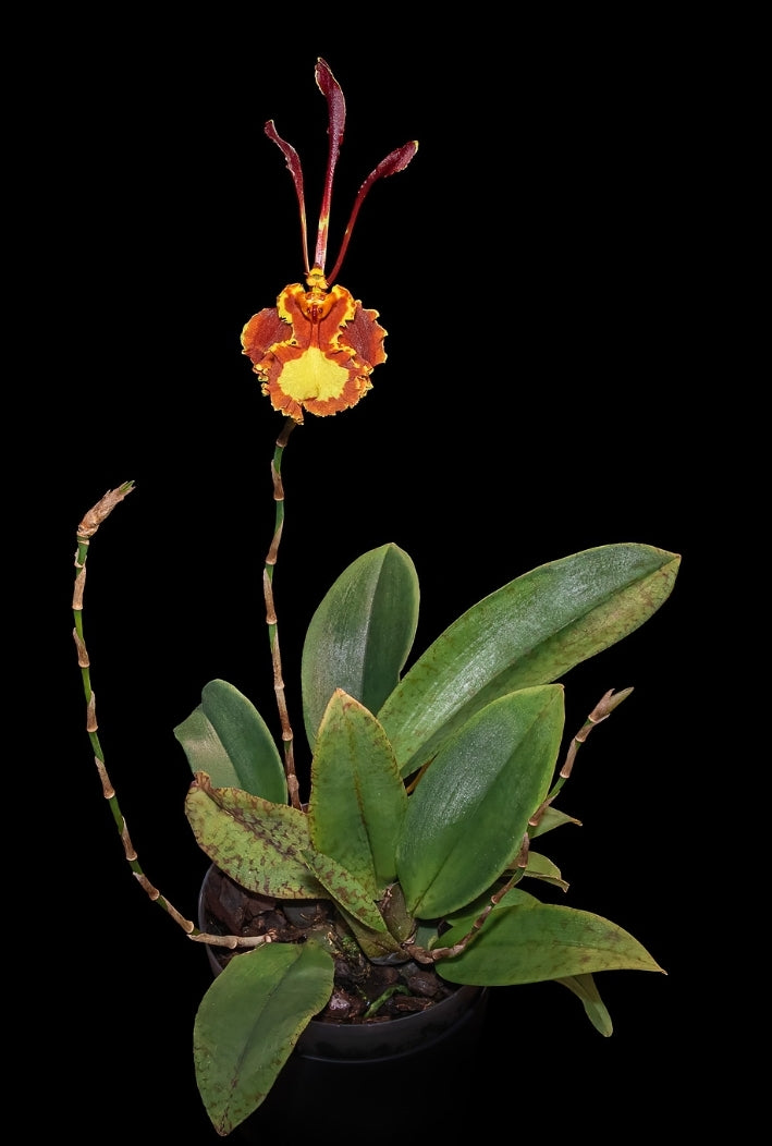Psychopsis Mariposa. Blooming size rare orchid hybrid