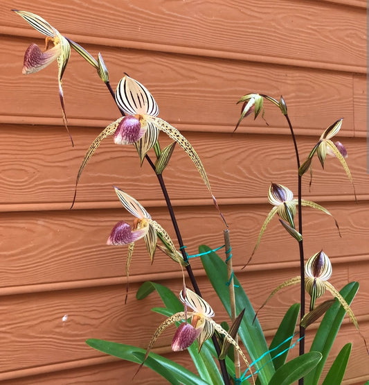 Paphiopedilum Lady Isabel (rothschildianum 'Dazzler' x 'Buff' x stonei '#1' x '2008')