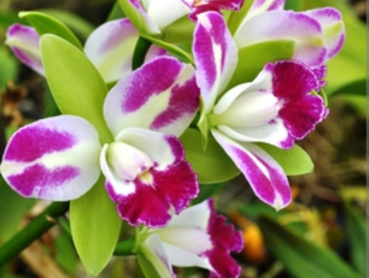 Rlc Yen Corona 'Green Genie' Blooming size Cattleya Clone, Fragrant