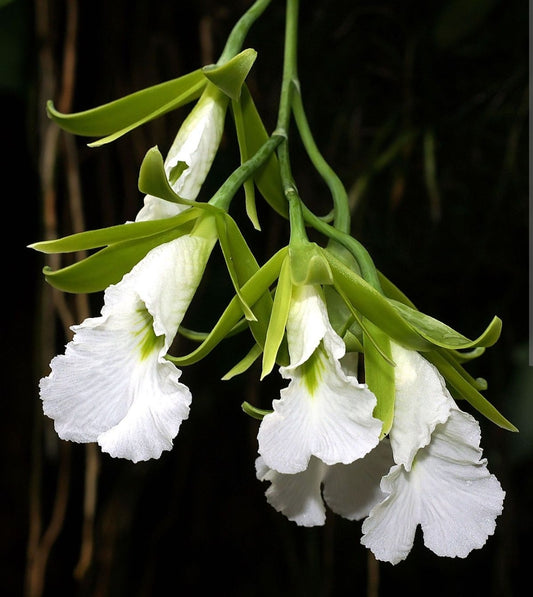 Prosthechea (Psh) mariae Rare orchid speicies