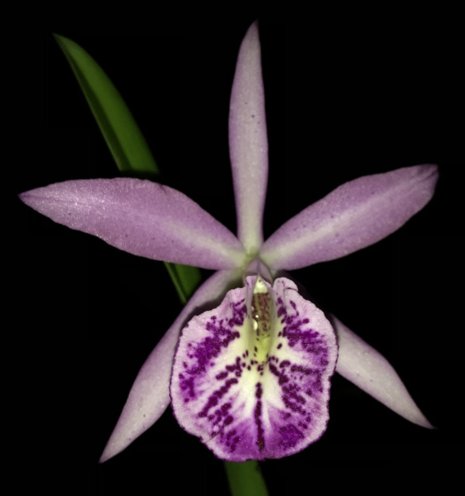 Cattleya maxima v semi alba x Bc Tetradip 'Junko' Near blooming size cattleya/brassavola orchid hybrid