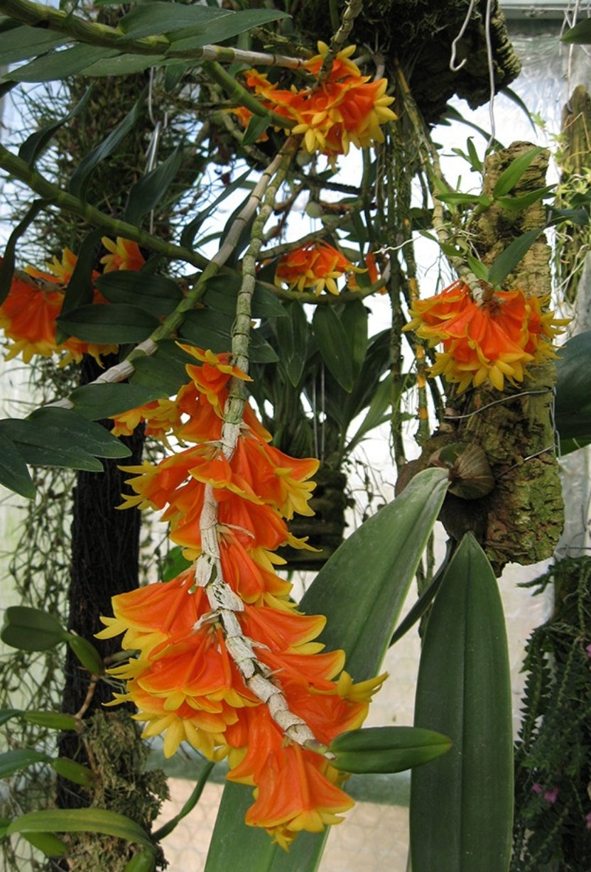 Dendroboum chrysopterum, Blooming size Dendrobium orchid species.