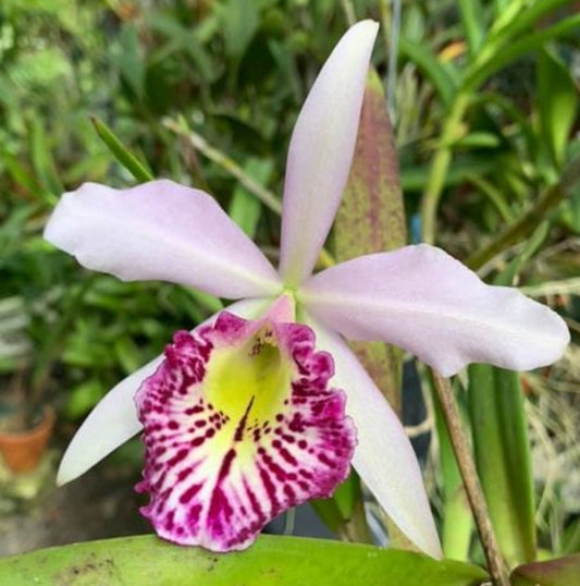 Bc Taiwan Big Lip 'Ta Hsin' Blooming size Cattleya/Brassavola orchid clone, Fragrant