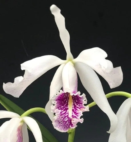 Cattleya maxima v semi alba x Bc Tetradip 'Junko' Near blooming size cattleya/brassavola orchid hybrid