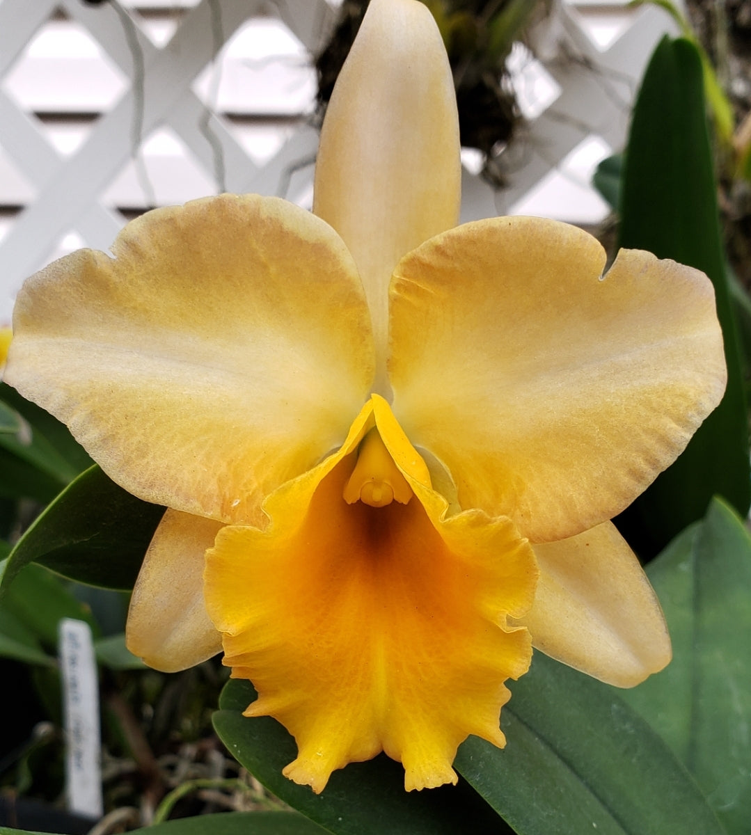 Rlc Bouton D'Or 'NN' blooming size catteya clone