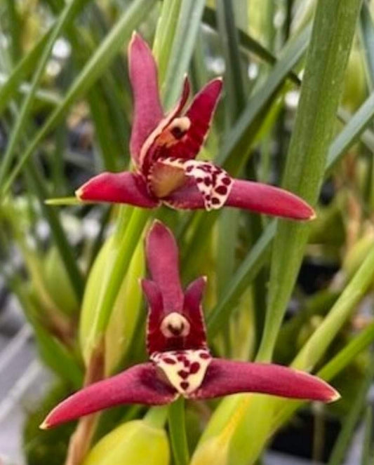 Maxillaria tenuifolia 'Green Valley' typical red/maroon color form