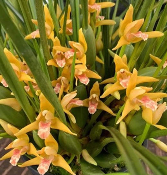 Maxillaria tenuifolia 'Yamada' AM.AOS (Yellow form)