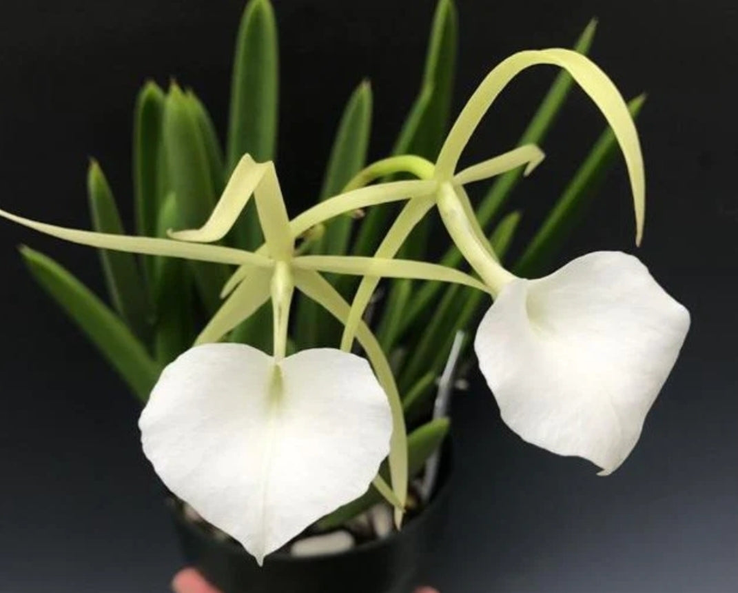 Brassavola nodosa, Blooming size orchid species. Lady of the night Highly fragrant at night