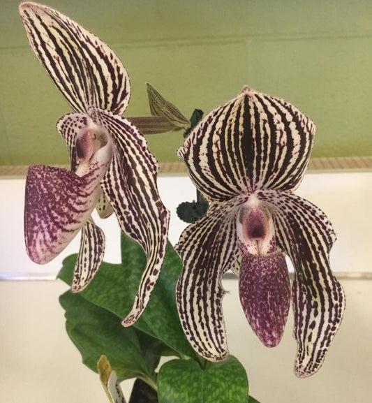 Paphiopedilum Rolfei (Paph bellatum x rothschildianum) Blooming size muitifloral novelty hybrid, select parentage