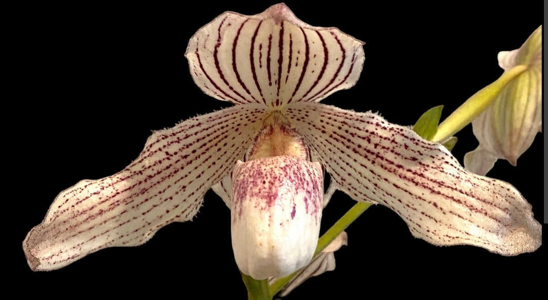 Paphiopedilum Greyi x Paph kolokapingii , Blooming size multifloral paphiopedilum orchid hybrid