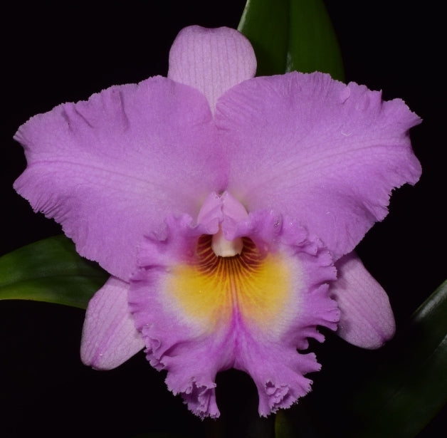 Rlc Mahina Yahiro 'Julie' Near blooming size cattleya orchid clone. *Not the mutation*