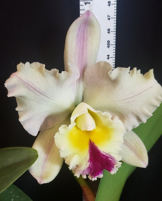 Rlc Hawaiian Deluxe 'NN' Large blooming size Catteya Orchid Clone. Fragrant