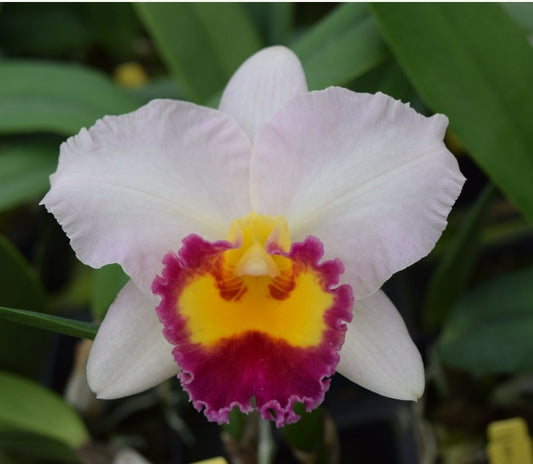 Rlc Lisa Taylor Gallis 'Nora' Blooming size compact growing cattleya orchid clone. Fragrant