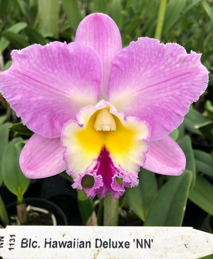Rlc Hawaiian Deluxe 'NN' Large blooming size Catteya Orchid Clone. Fragrant