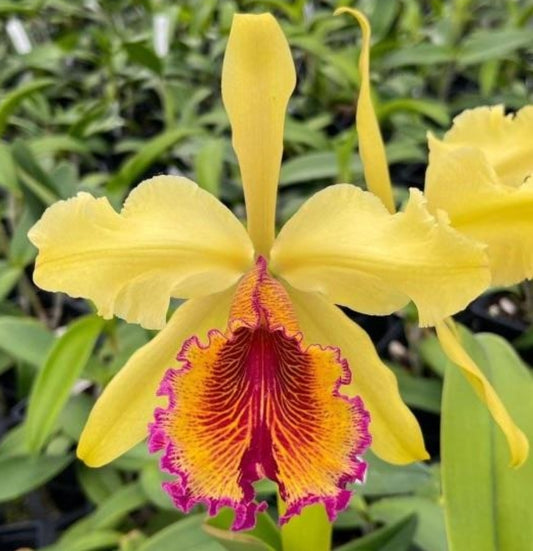 Cattleya dowiana fma aurea 'Hsinying' x self