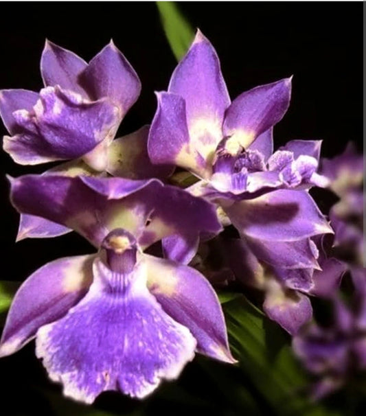 Zns. Murasakikomachi 'Blue Hawaii' Large Blooming size zygopetalum hybrid clone. Highly Fragrant!