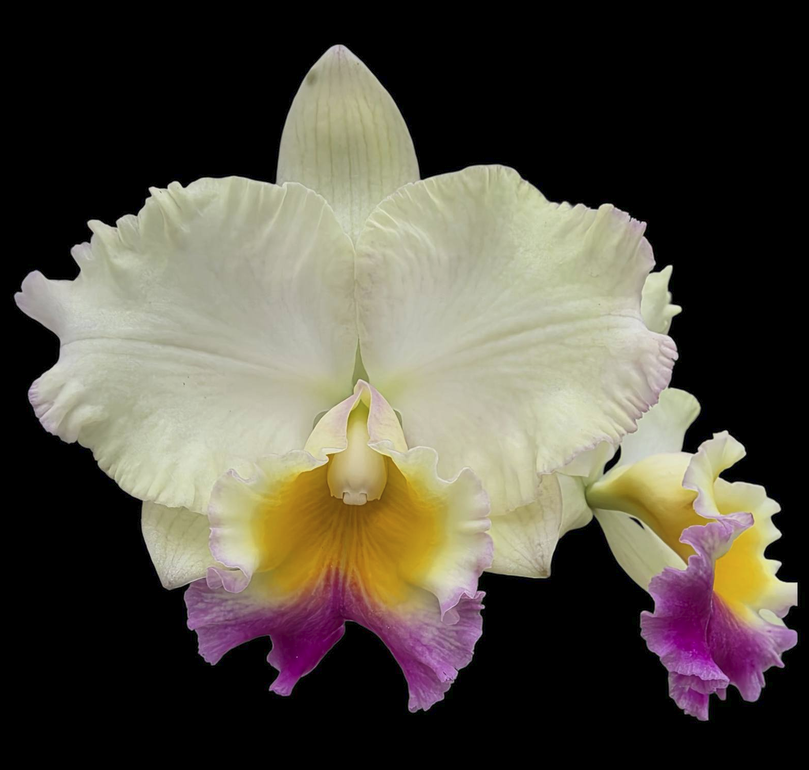 Rlc Goldenzelle x Hsinying Catherine, large blooming size cattleya orchid.