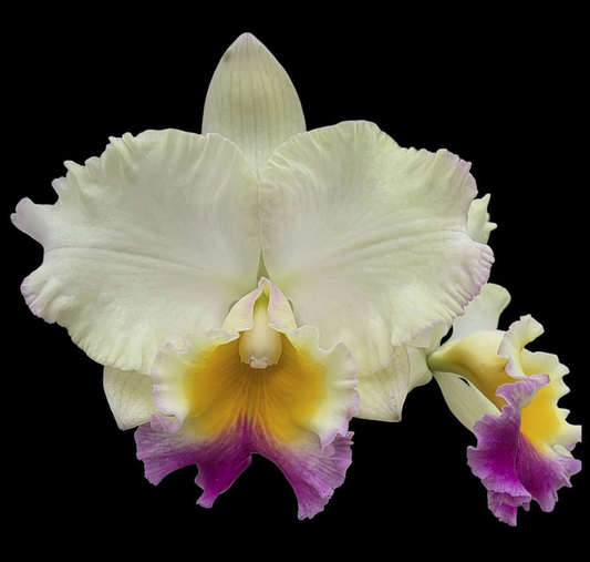 Rlc Goldenzelle x Hsinying Catherine, large blooming size cattleya orchid.