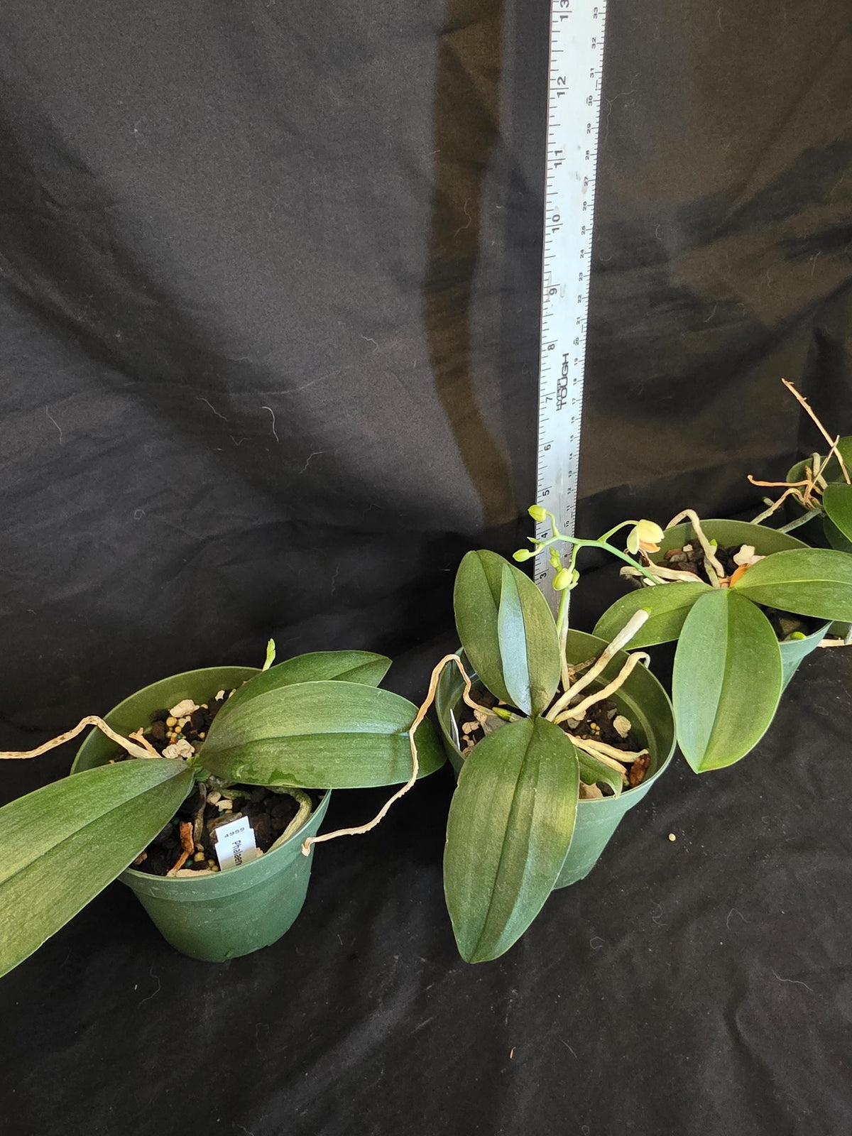 Phalaenopsis Mini Mark. Blooming size orchid species. Beautiful spotted fragrant blooms. Highly desired