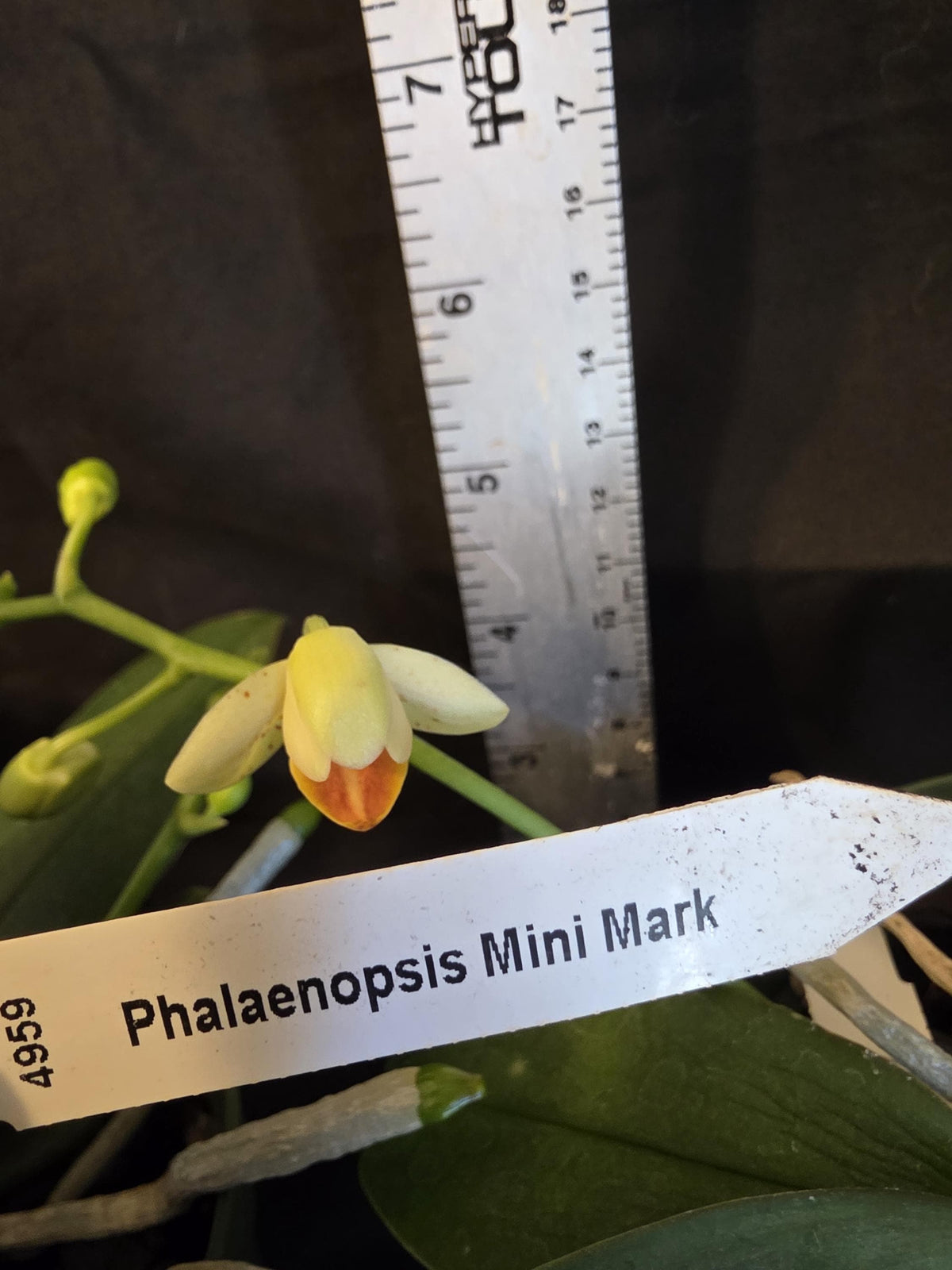 Phalaenopsis Mini Mark. Blooming size orchid species. Beautiful spotted fragrant blooms. Highly desired