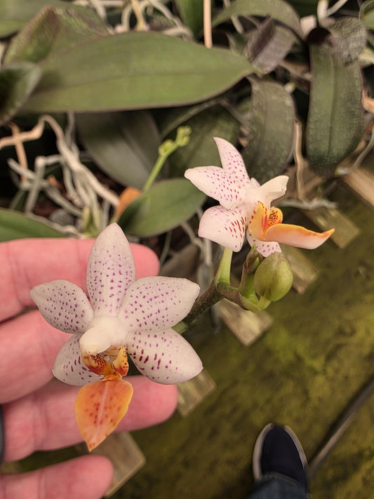 Phalaenopsis Mini Mark. Blooming size orchid species. Beautiful spotted fragrant blooms. Highly desired
