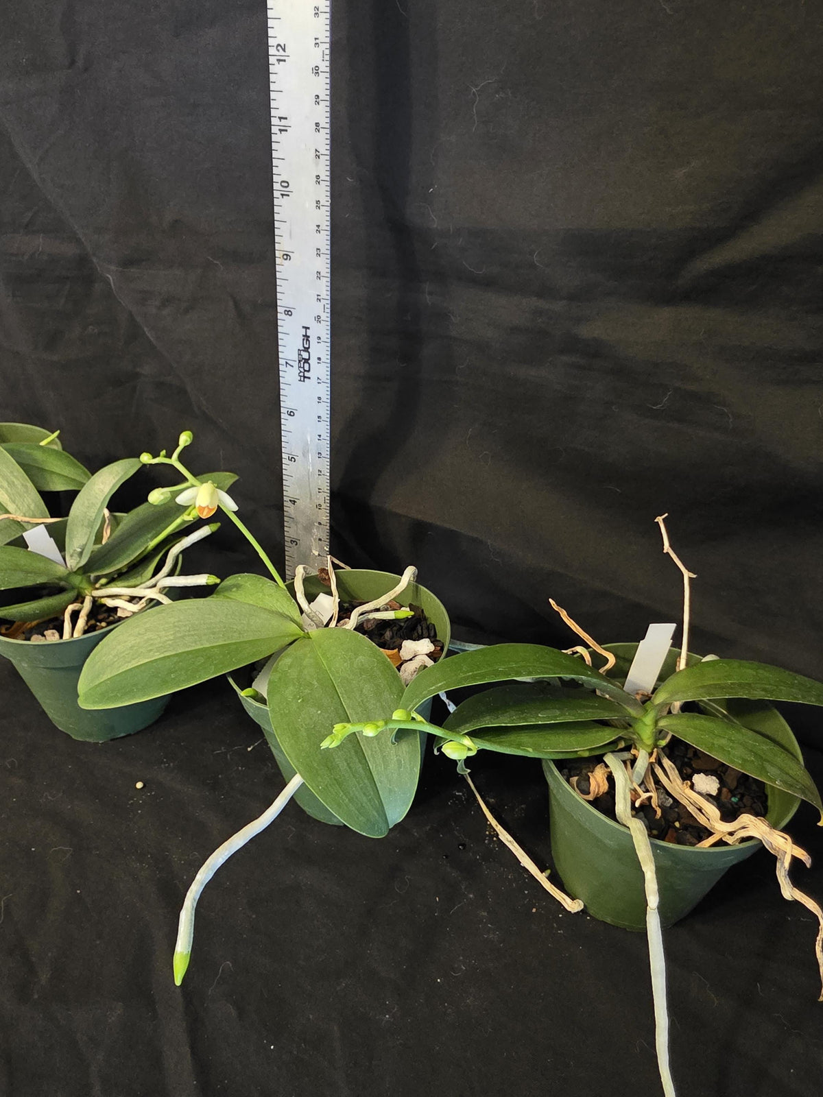 Phalaenopsis Mini Mark. Blooming size orchid species. Beautiful spotted fragrant blooms. Highly desired