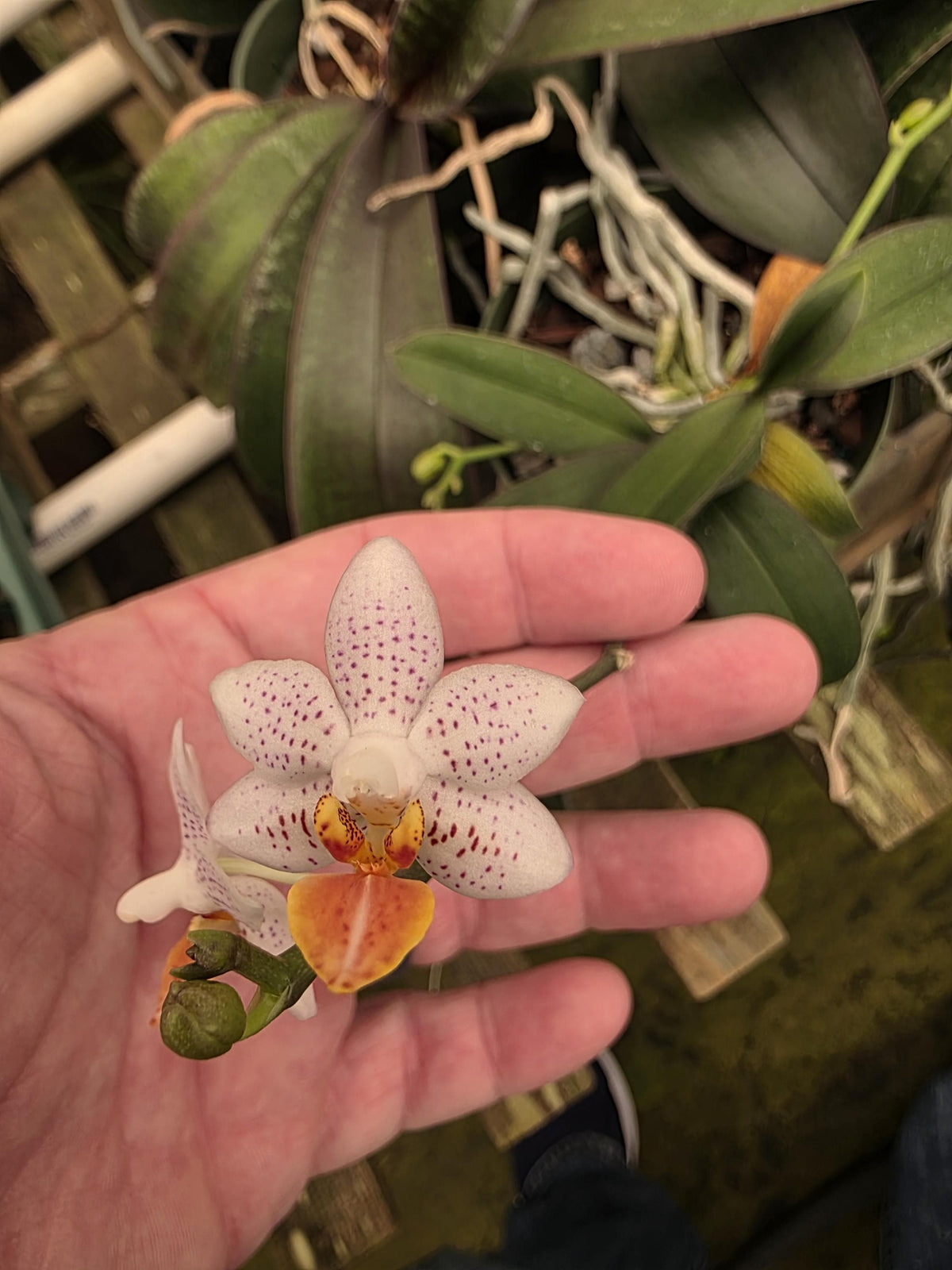 Phalaenopsis Mini Mark. Blooming size orchid species. Beautiful spotted fragrant blooms. Highly desired