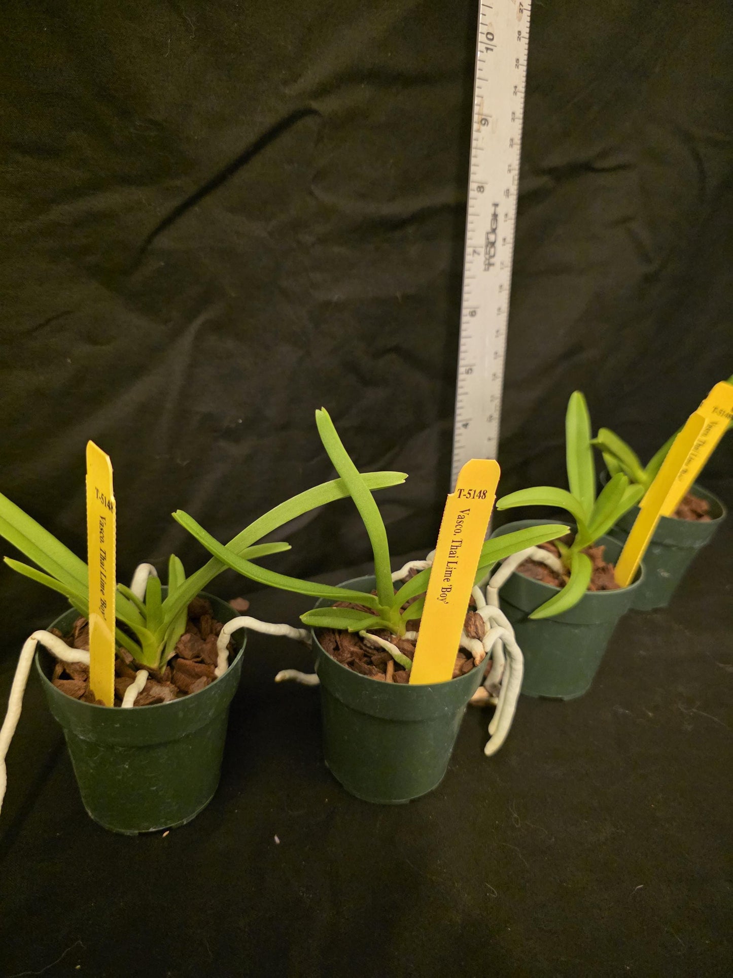Vasco Thai Lime 'Boy' seedlimg size vandaceous orchid clone. Young plants