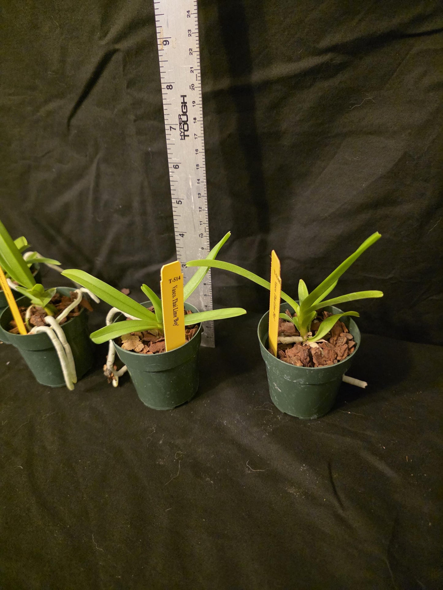 Vasco Thai Lime 'Boy' seedlimg size vandaceous orchid clone. Young plants