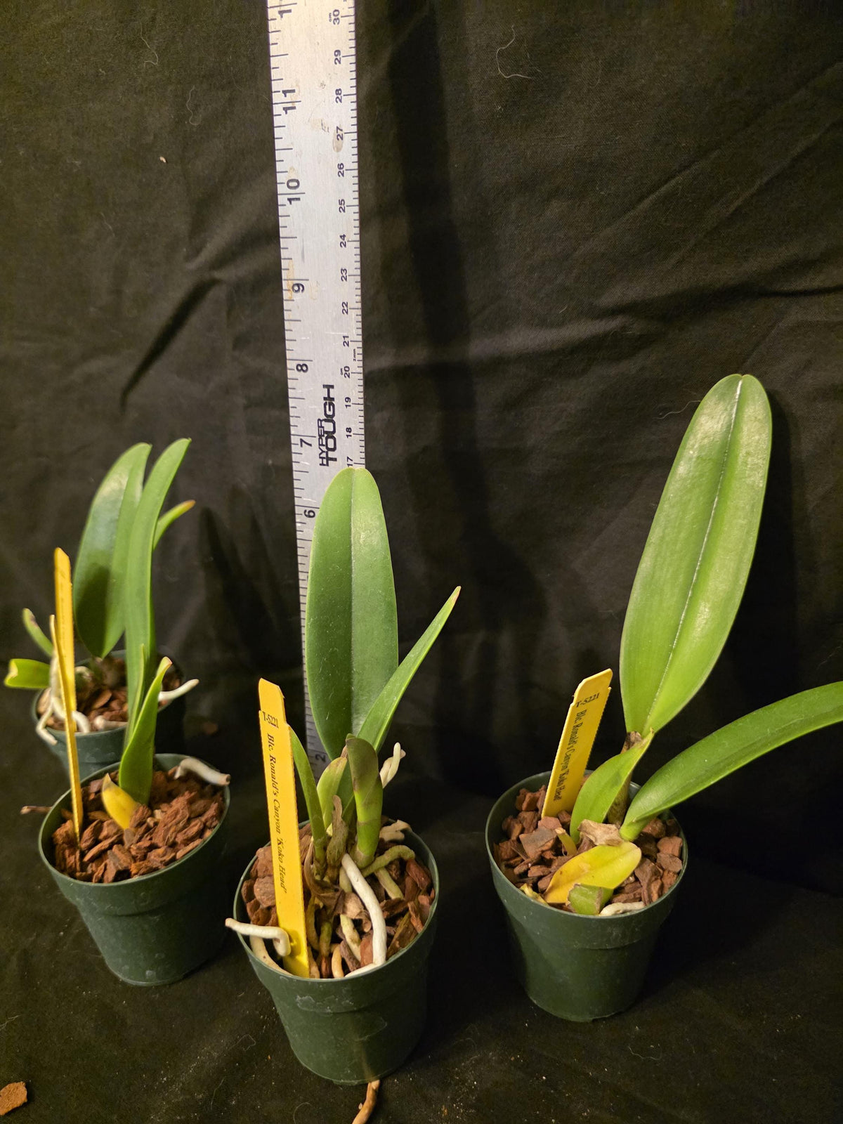 Rlc Ronald's Canyon 'Koko Head' seedling size cattleya orchid clones. Fragrant beautiful.