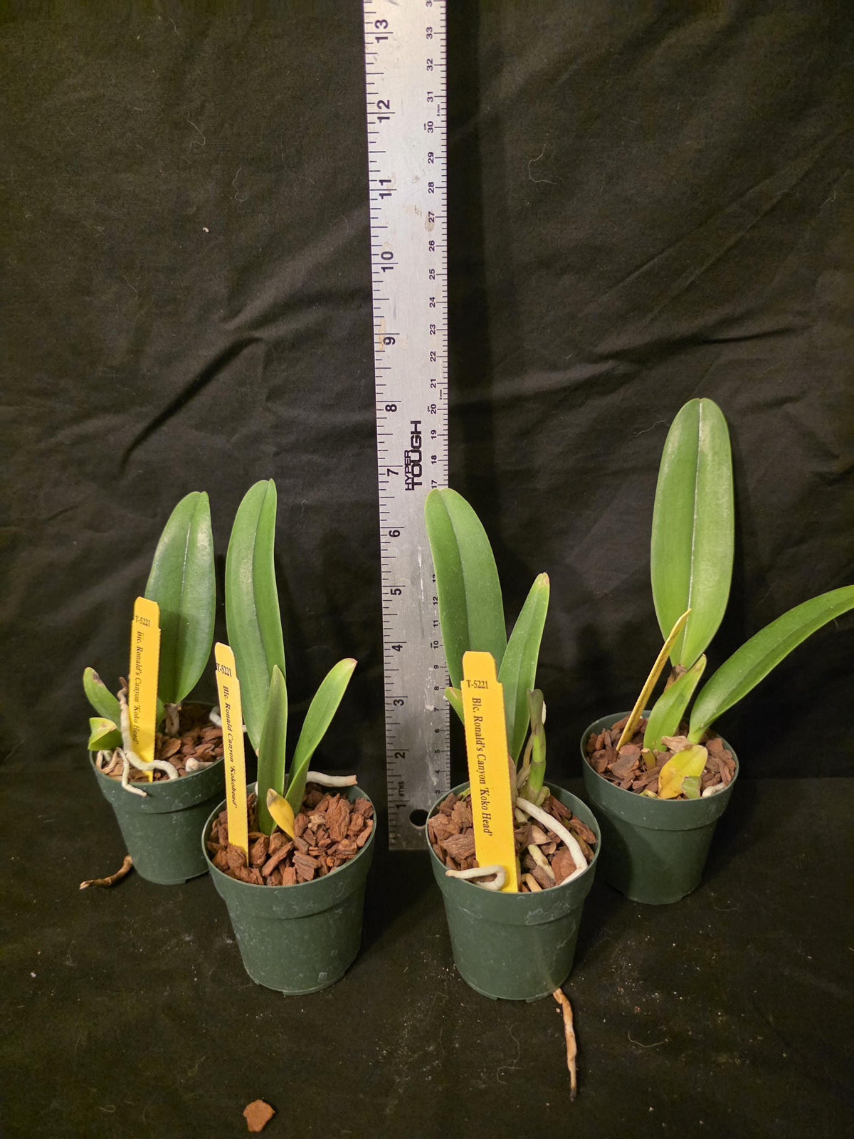 Rlc Ronald's Canyon 'Koko Head' seedling size cattleya orchid clones. Fragrant beautiful.