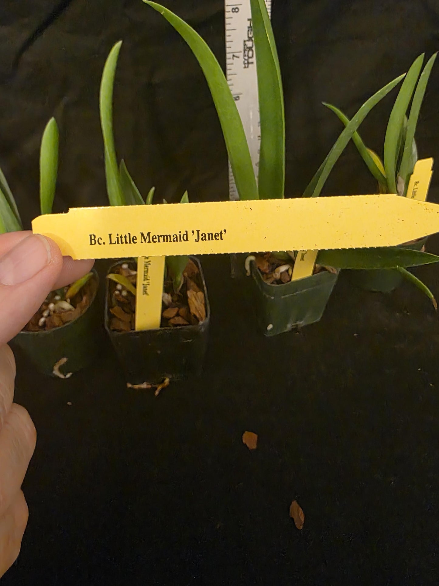 Bc Little Mermaid 'Janet' seedling size brassocattleya orchid clone. Fast grower, prolific bloomer.