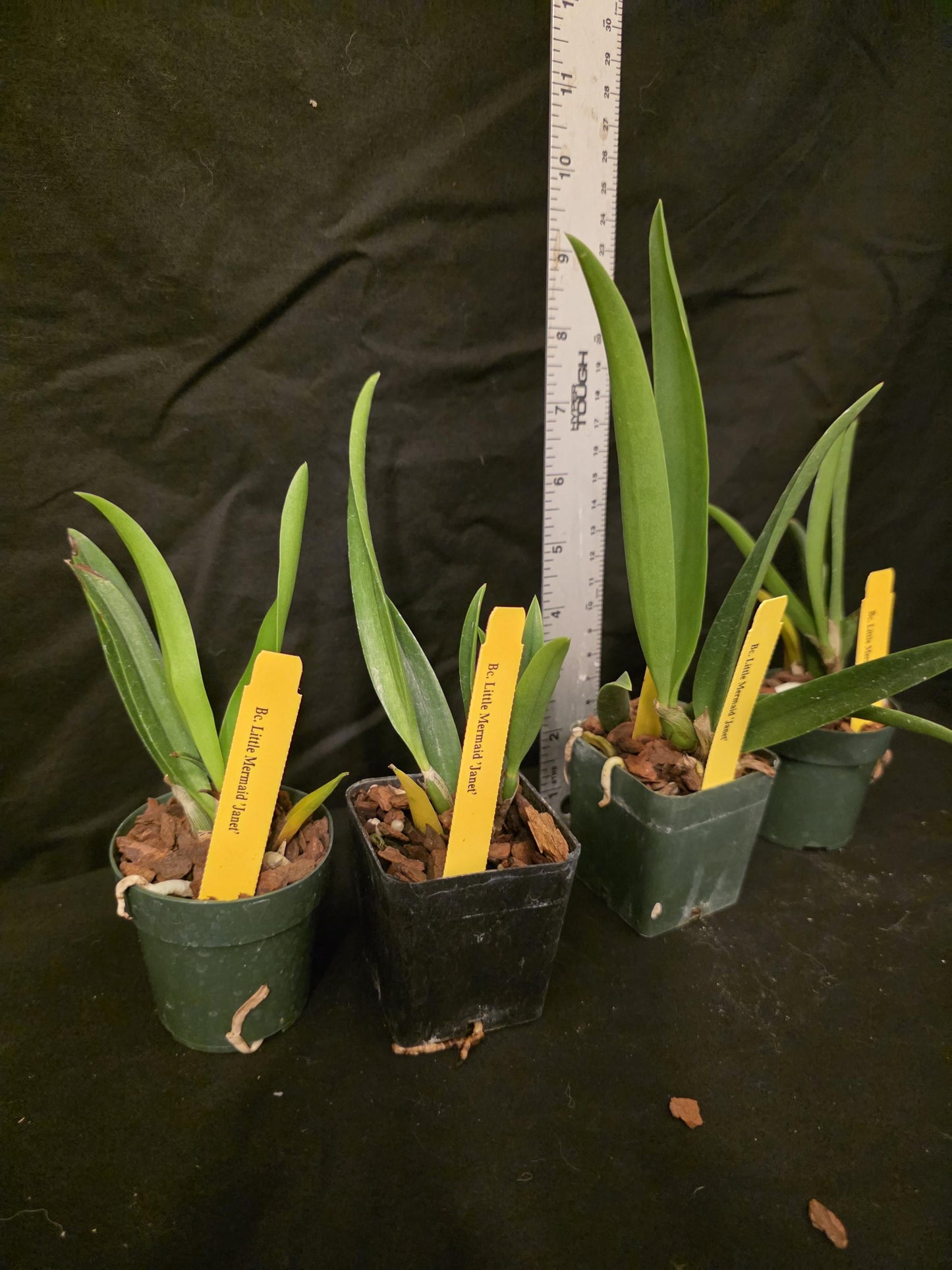 Bc Little Mermaid 'Janet' seedling size brassocattleya orchid clone. Fast grower, prolific bloomer.