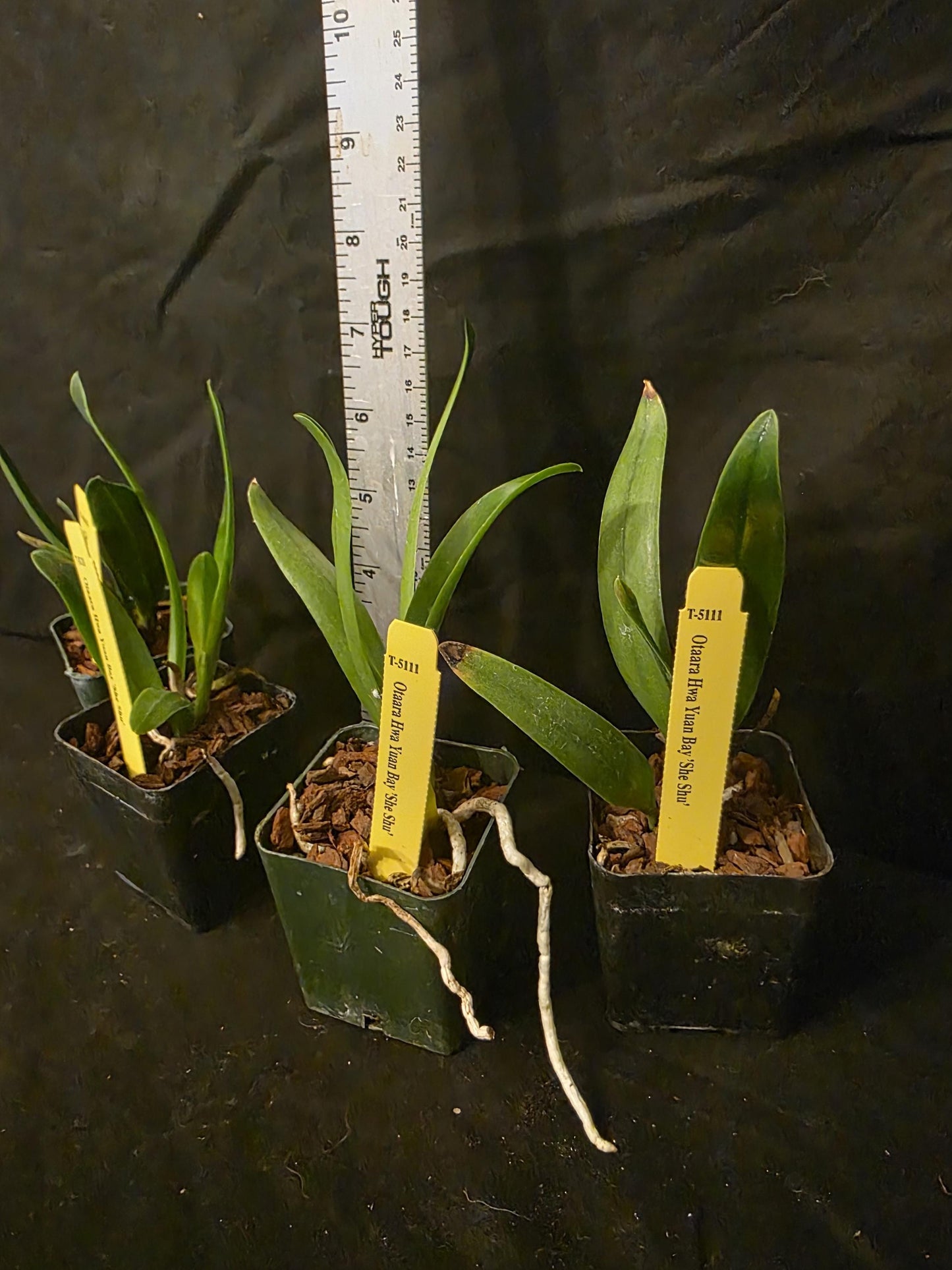 Otaara Haw Yuan Bay 'She Shu' seedling size cattleya orchid clone. Compact grower. Beautiful blooms