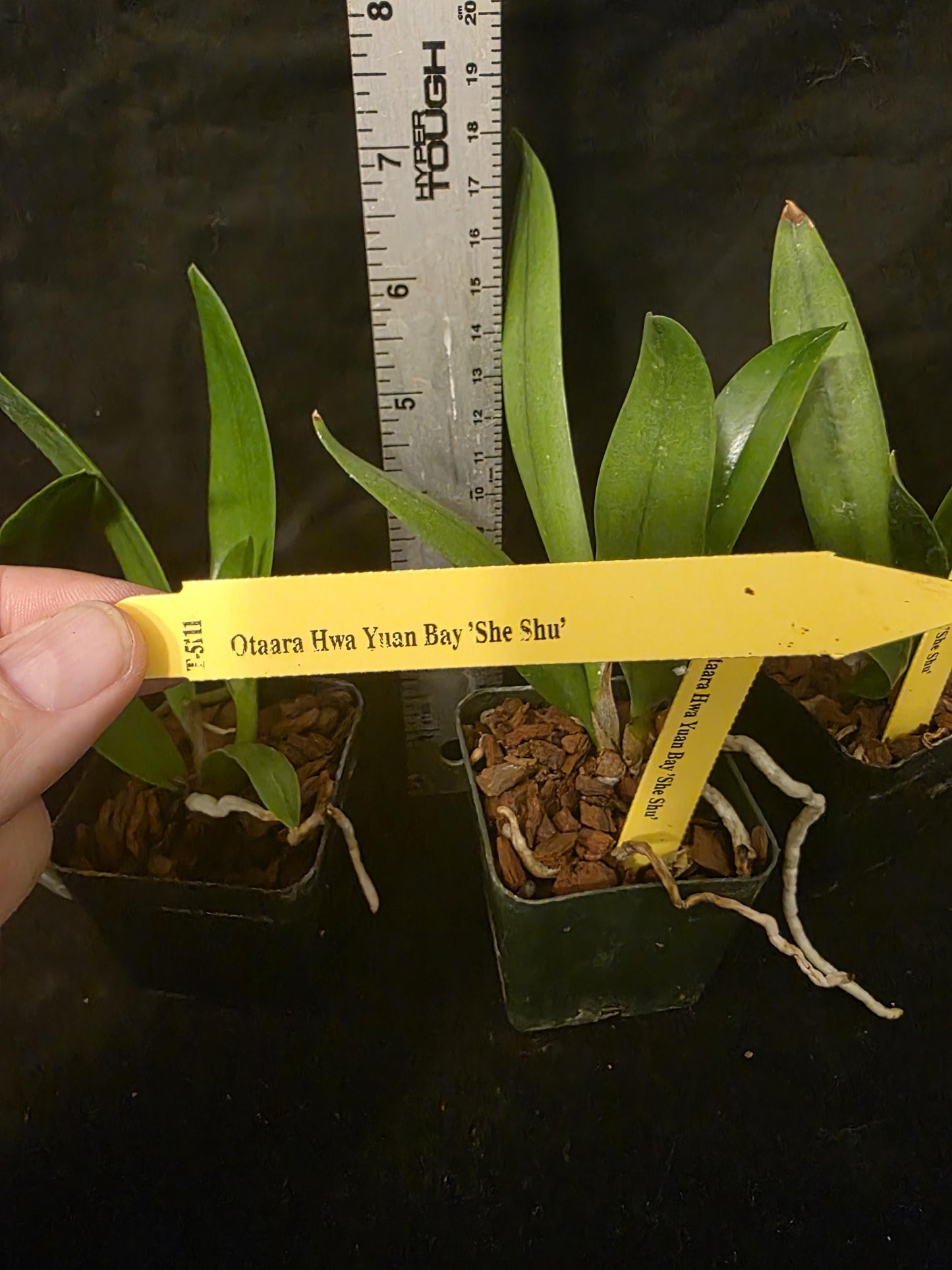 Otaara Haw Yuan Bay 'She Shu' seedling size cattleya orchid clone. Compact grower. Beautiful blooms